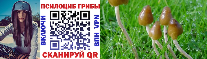 Галлюциногенные грибы Psilocybine cubensis  Новопавловск 